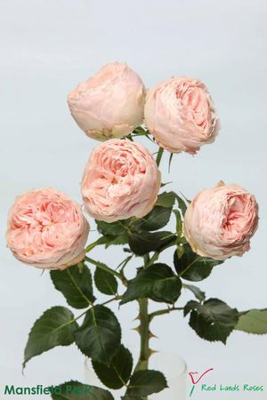 ROSE BR. MANSFIELD PARK 40